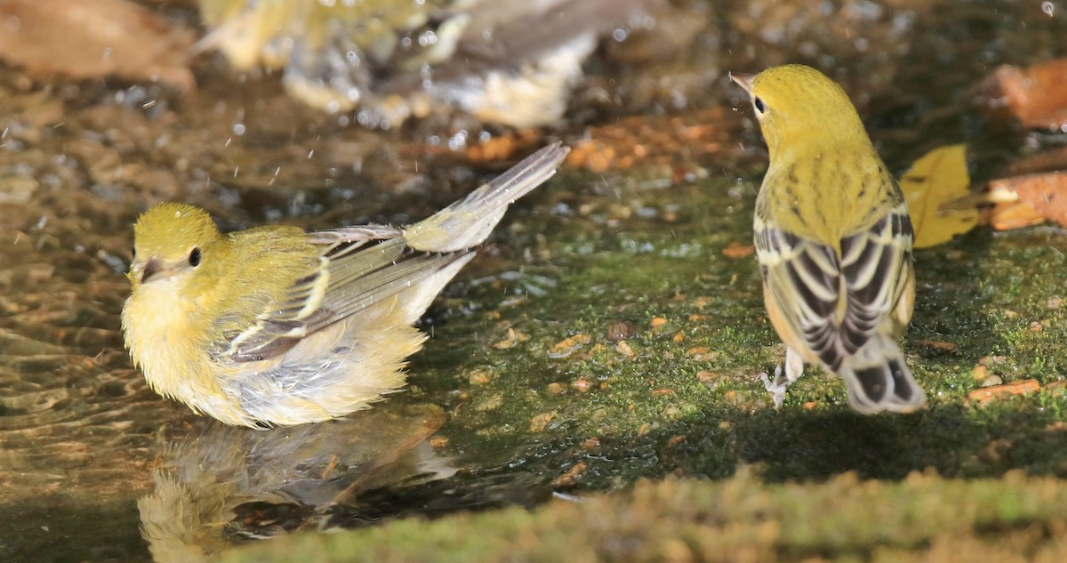 new world warbler sp. - ML623784285