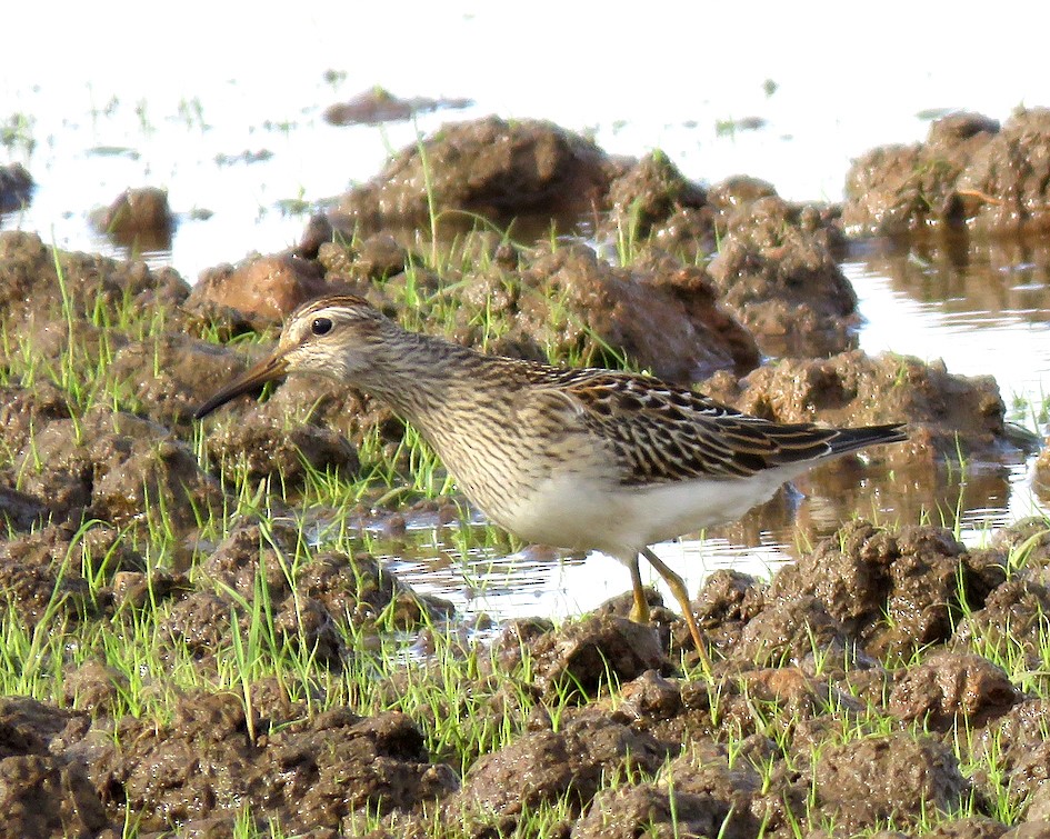 Pectoral Sandpiper - ML623784292