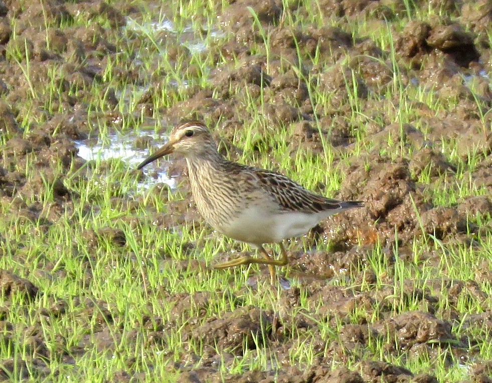 Pectoral Sandpiper - ML623784293