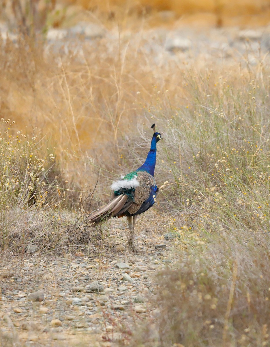 Indian Peafowl (Domestic type) - ML623784297