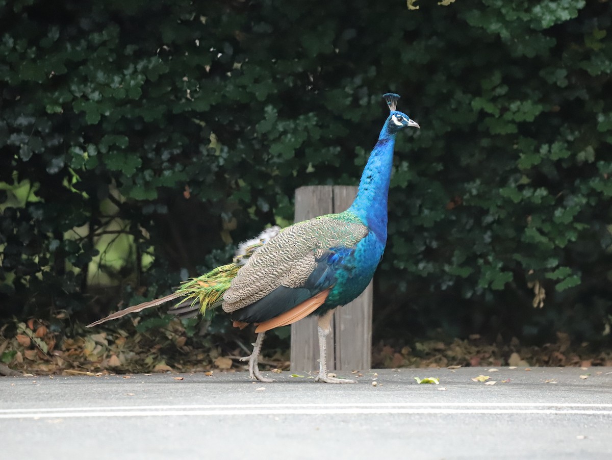 Indian Peafowl (Domestic type) - ML623784304