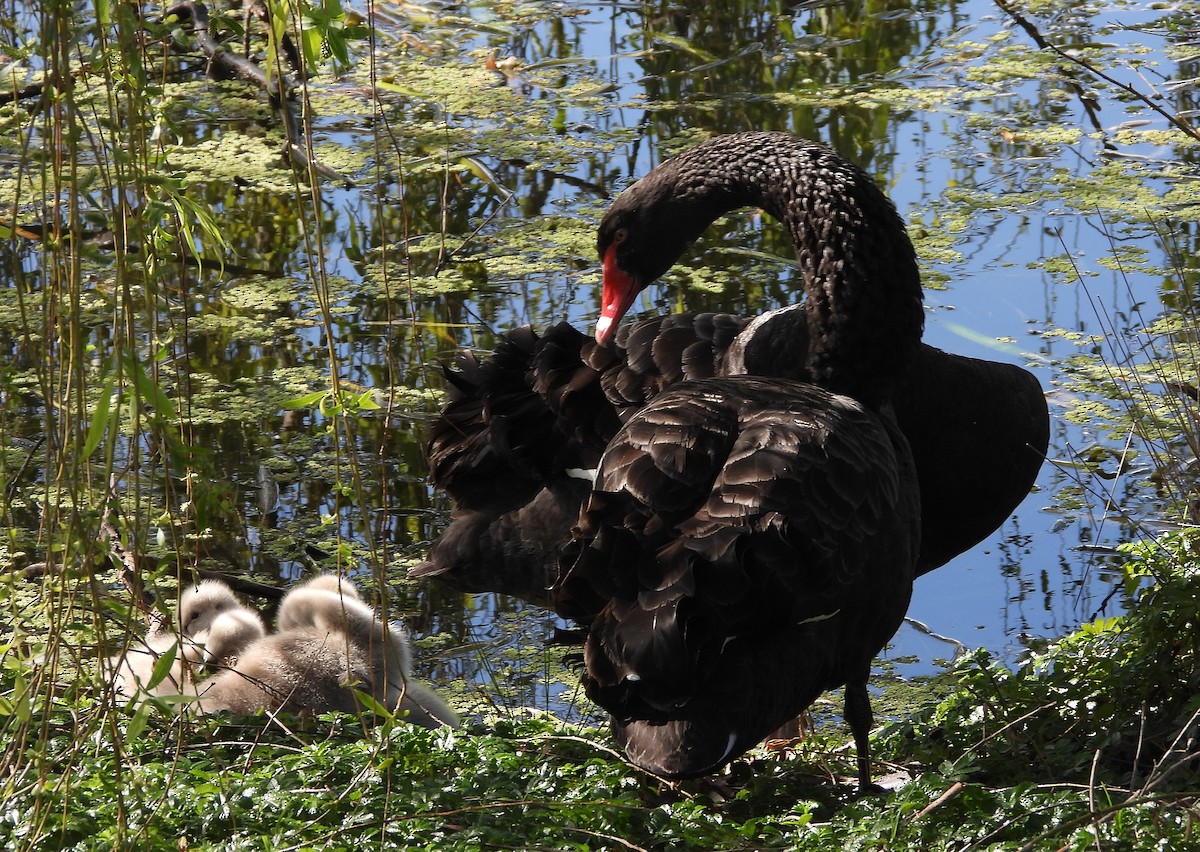 Black Swan - ML623784322