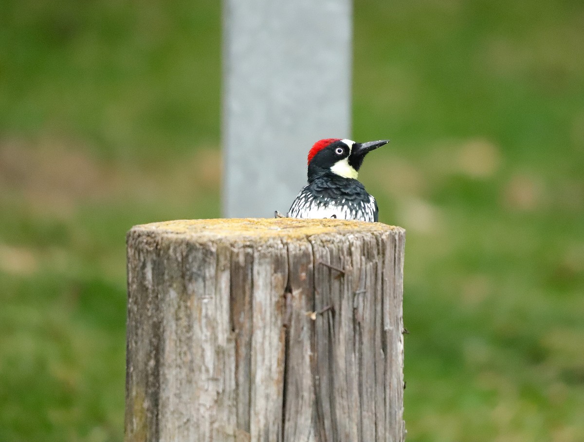 Acorn Woodpecker - ML623784335