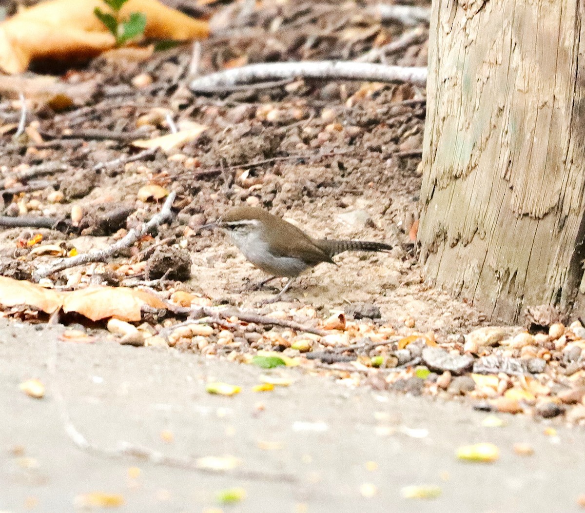 Bewick's Wren - ML623784349