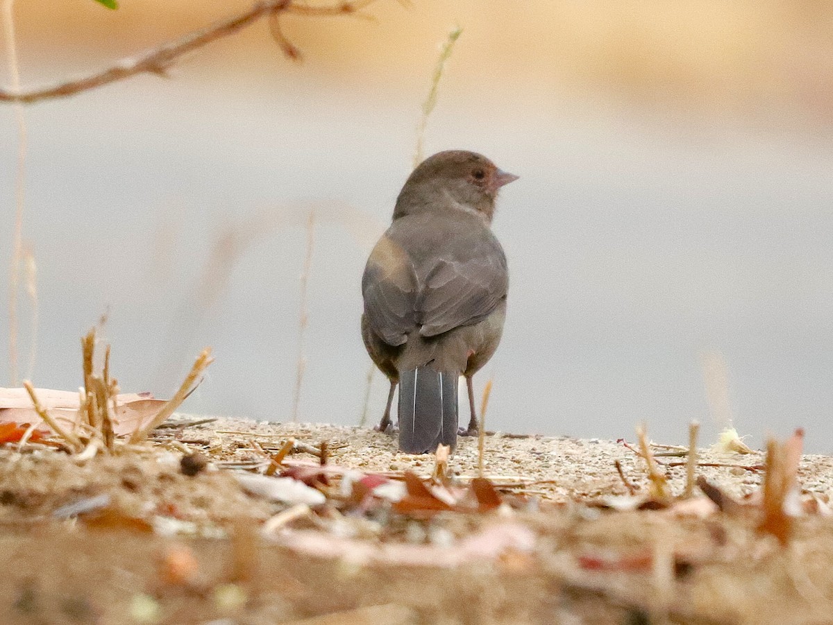 California Towhee - ML623784358