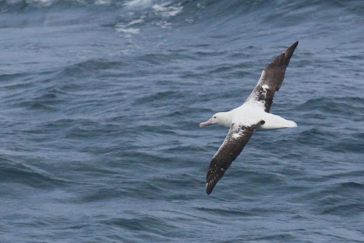 Southern Royal Albatross - ML623784373