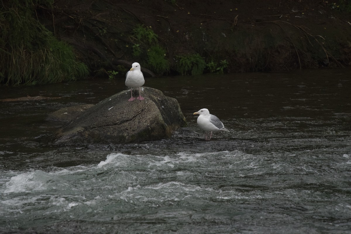 Glaucous-winged Gull - ML623784374