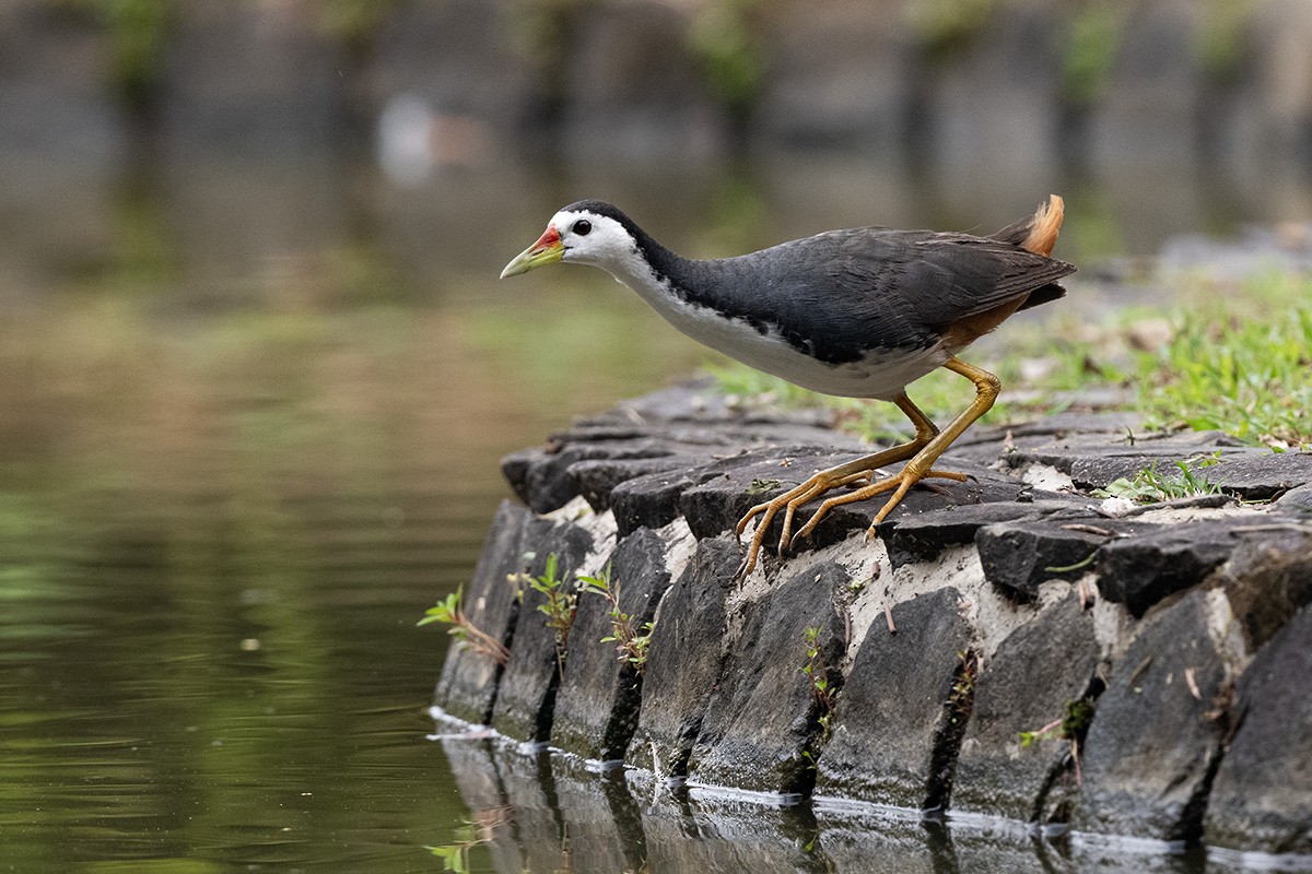 White-breasted Waterhen - ML623784408