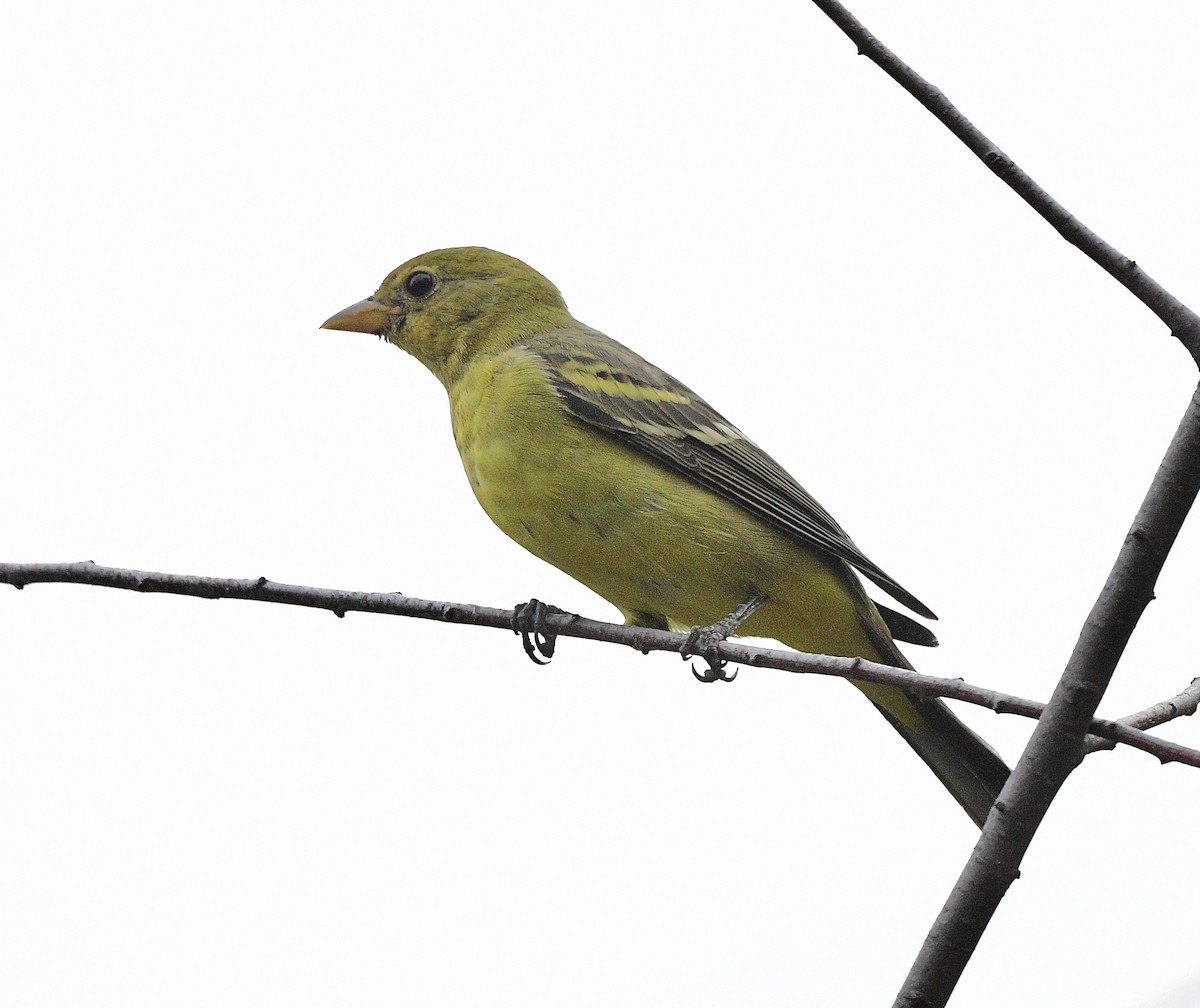 Western Tanager - ML623784434