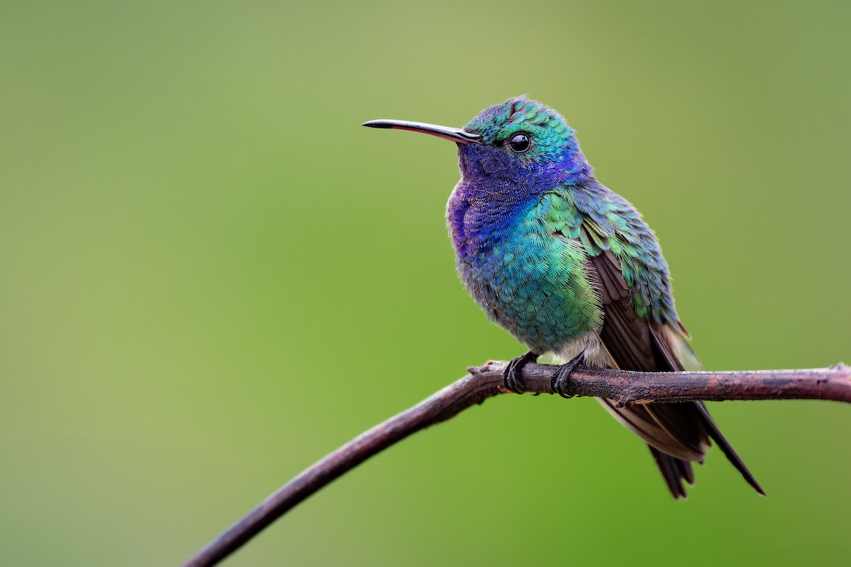 Sapphire-throated Hummingbird - ML623784435