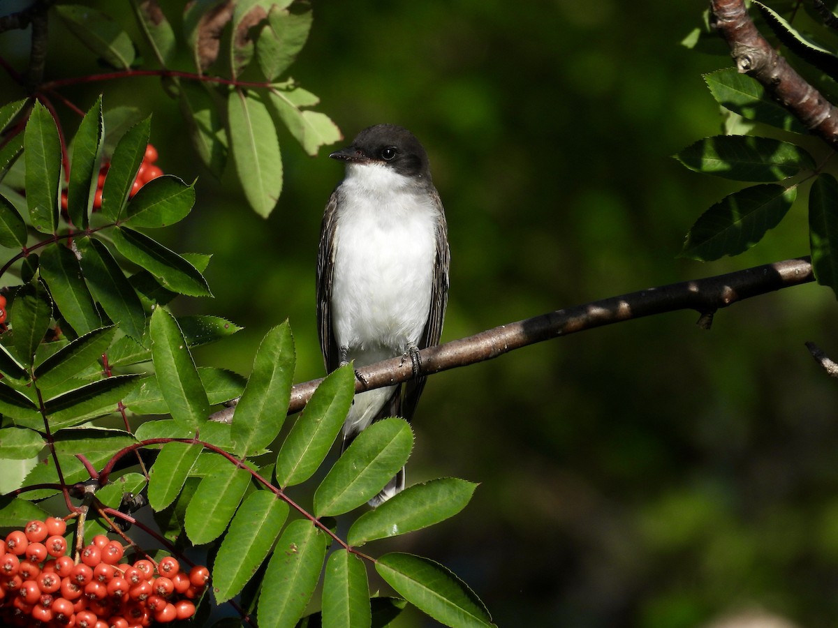 Eastern Kingbird - ML623784436