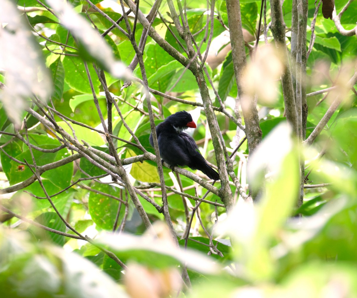 Slate-colored Grosbeak - ML623784439