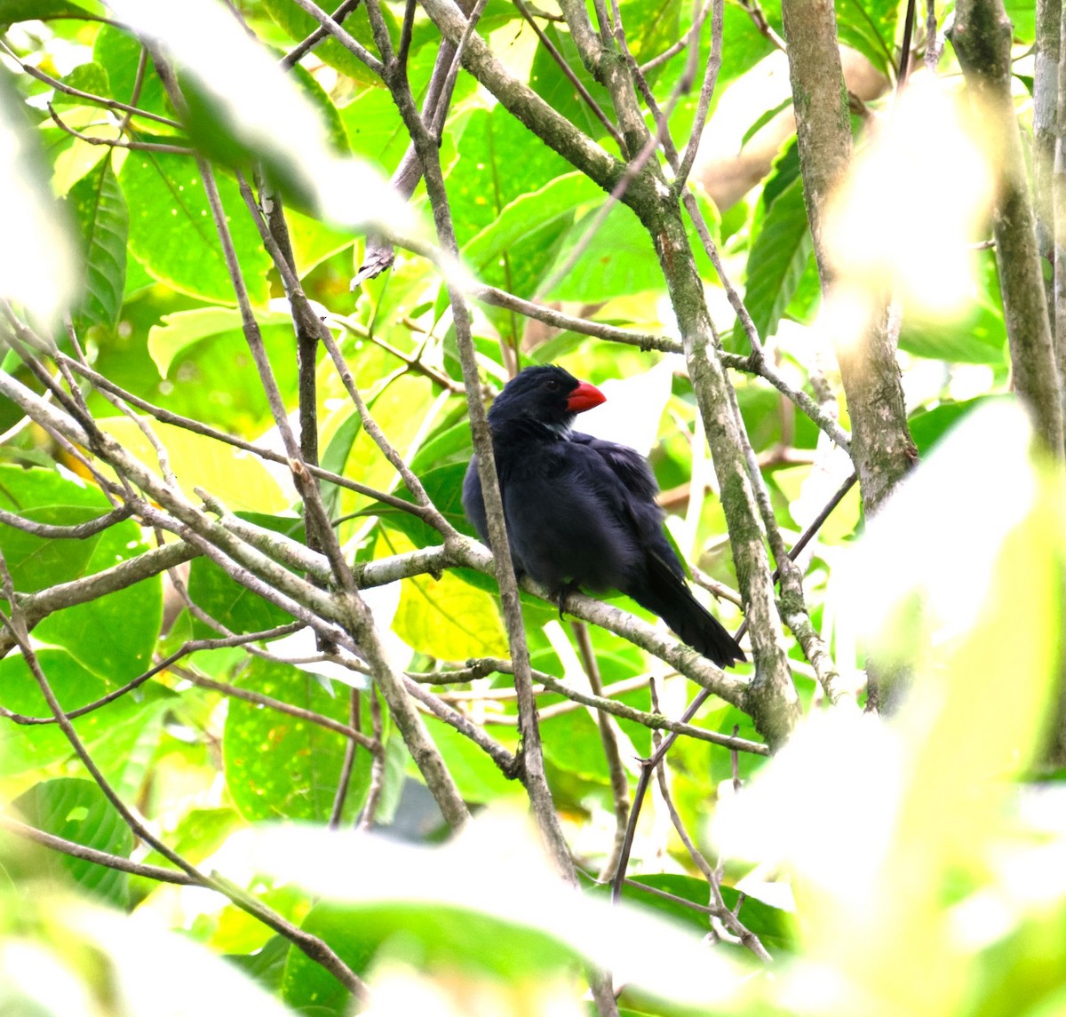 Slate-colored Grosbeak - ML623784440