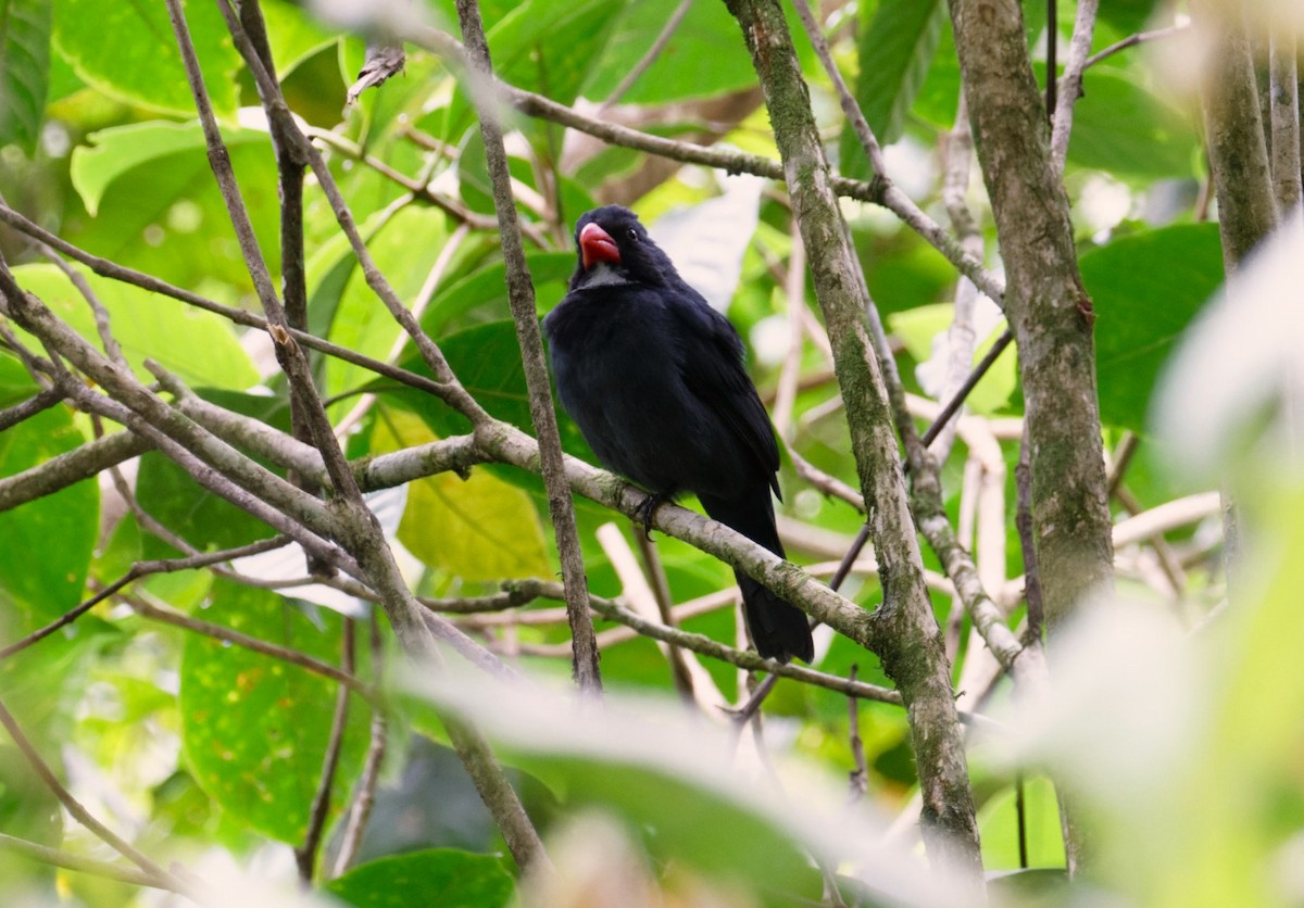 Slate-colored Grosbeak - ML623784441