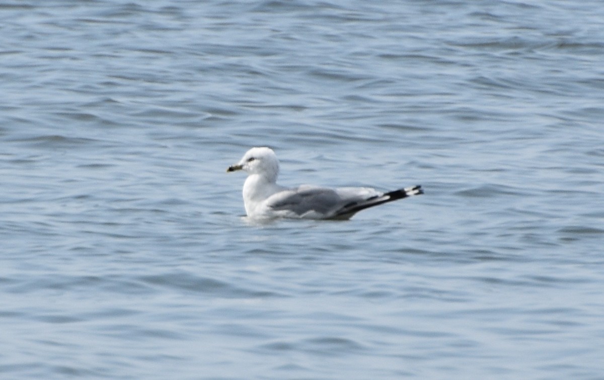 Ring-billed Gull - Grace Nanney