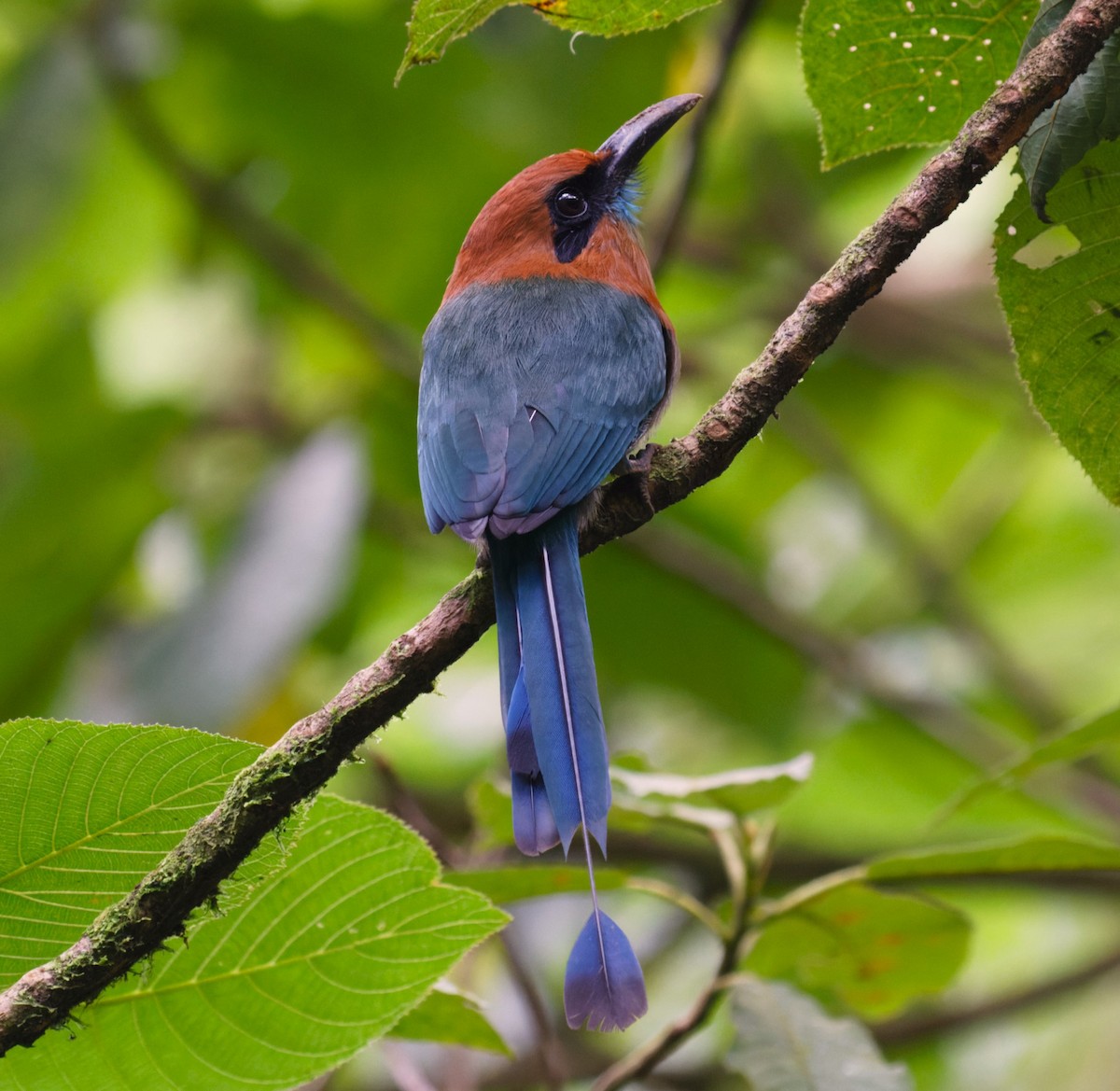 Broad-billed Motmot - ML623784460