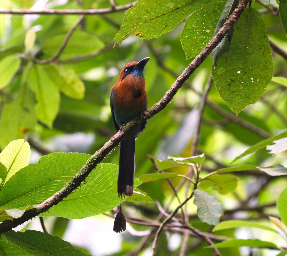 Broad-billed Motmot - ML623784461