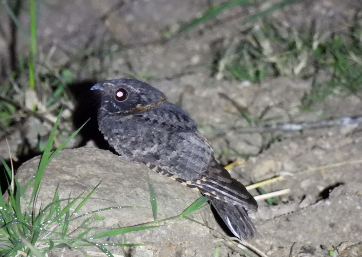 Buff-collared Nightjar - ML623784471