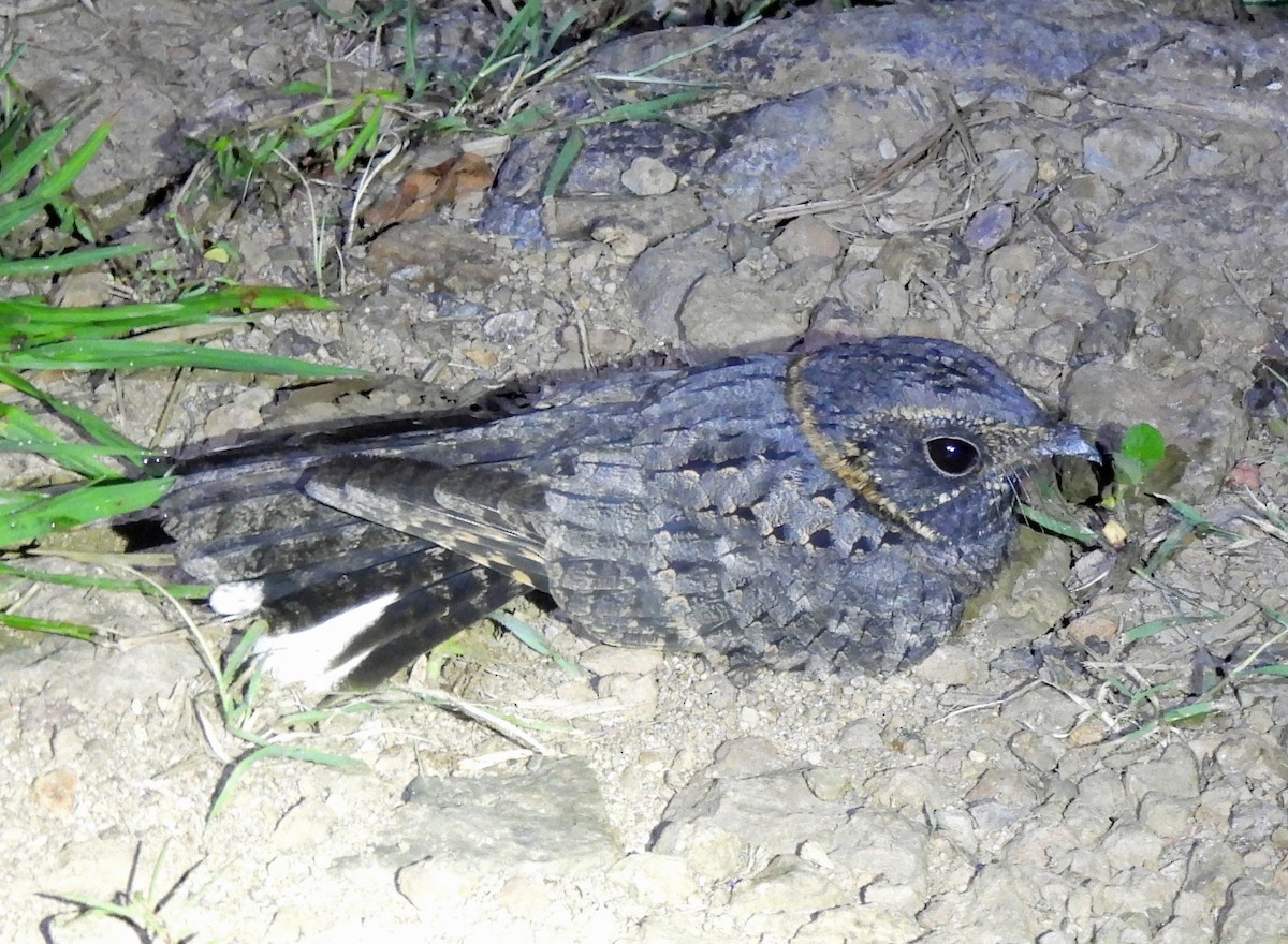 Buff-collared Nightjar - ML623784472