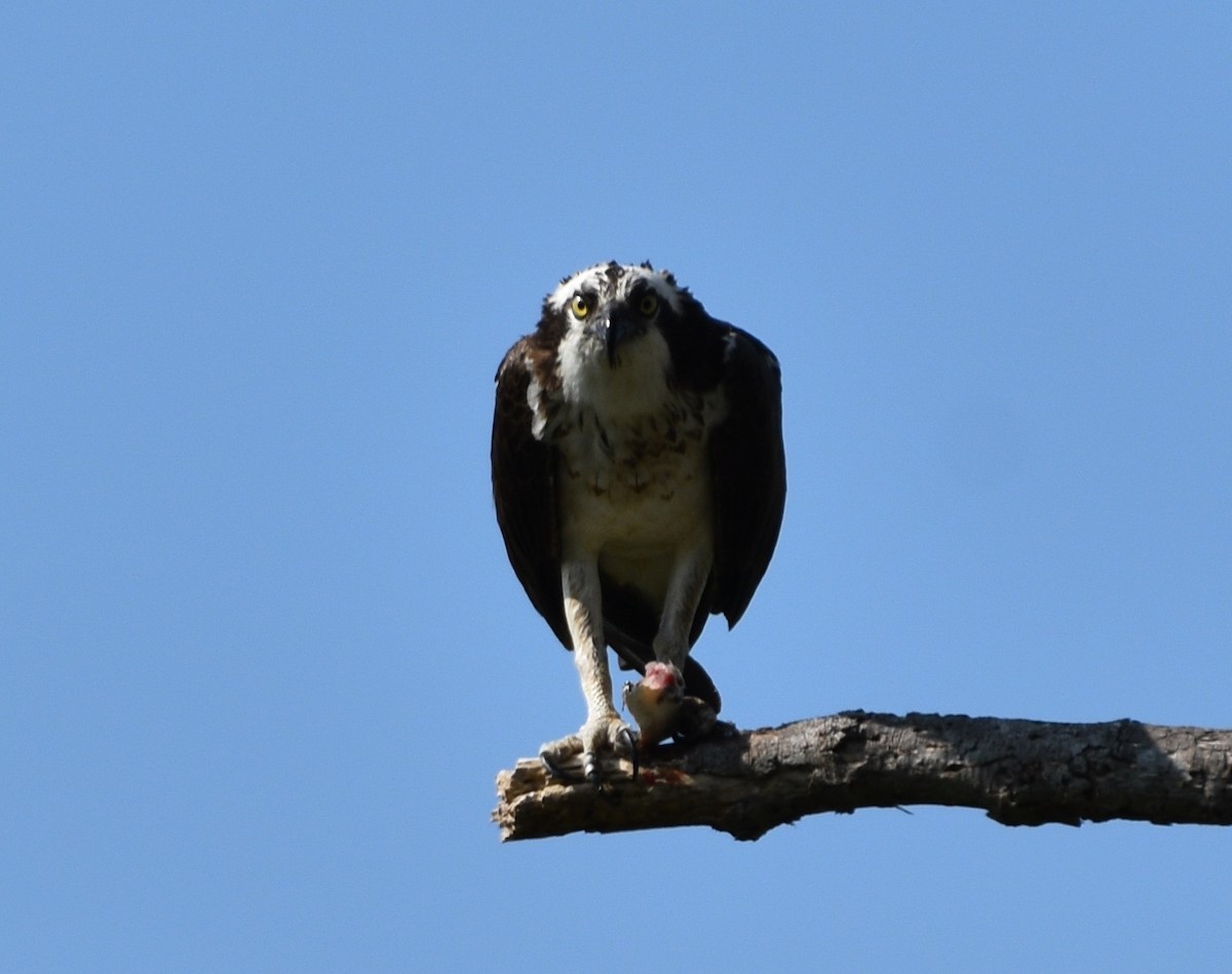 Osprey - ML623784479