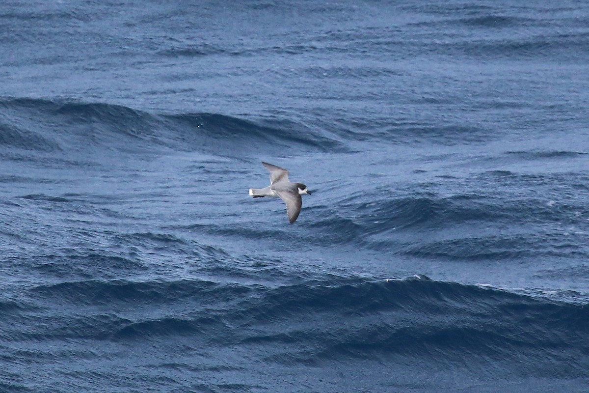 Blue Petrel - ML623784482