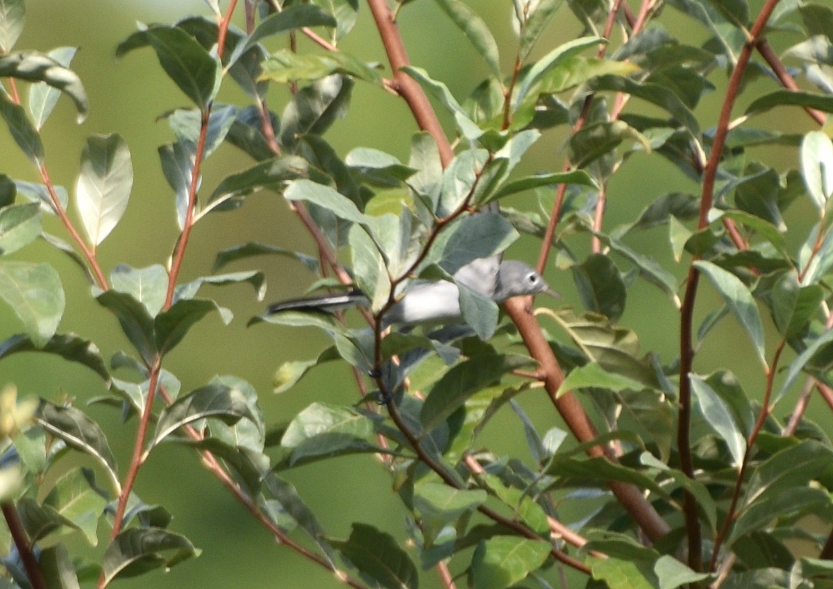 Blue-gray Gnatcatcher - ML623784495