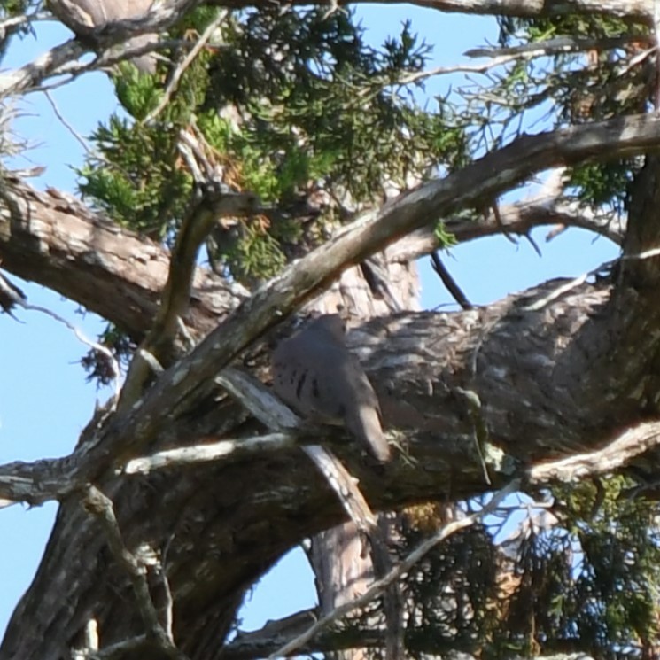 Common Ground Dove - ML623784496