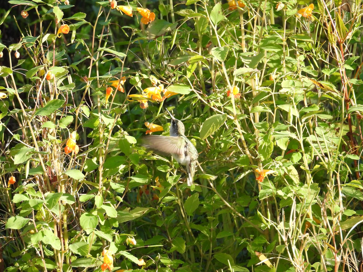 Ruby-throated Hummingbird - ML623784498