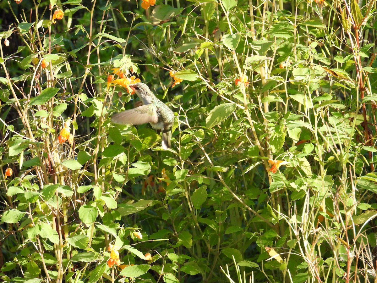 Ruby-throated Hummingbird - ML623784501