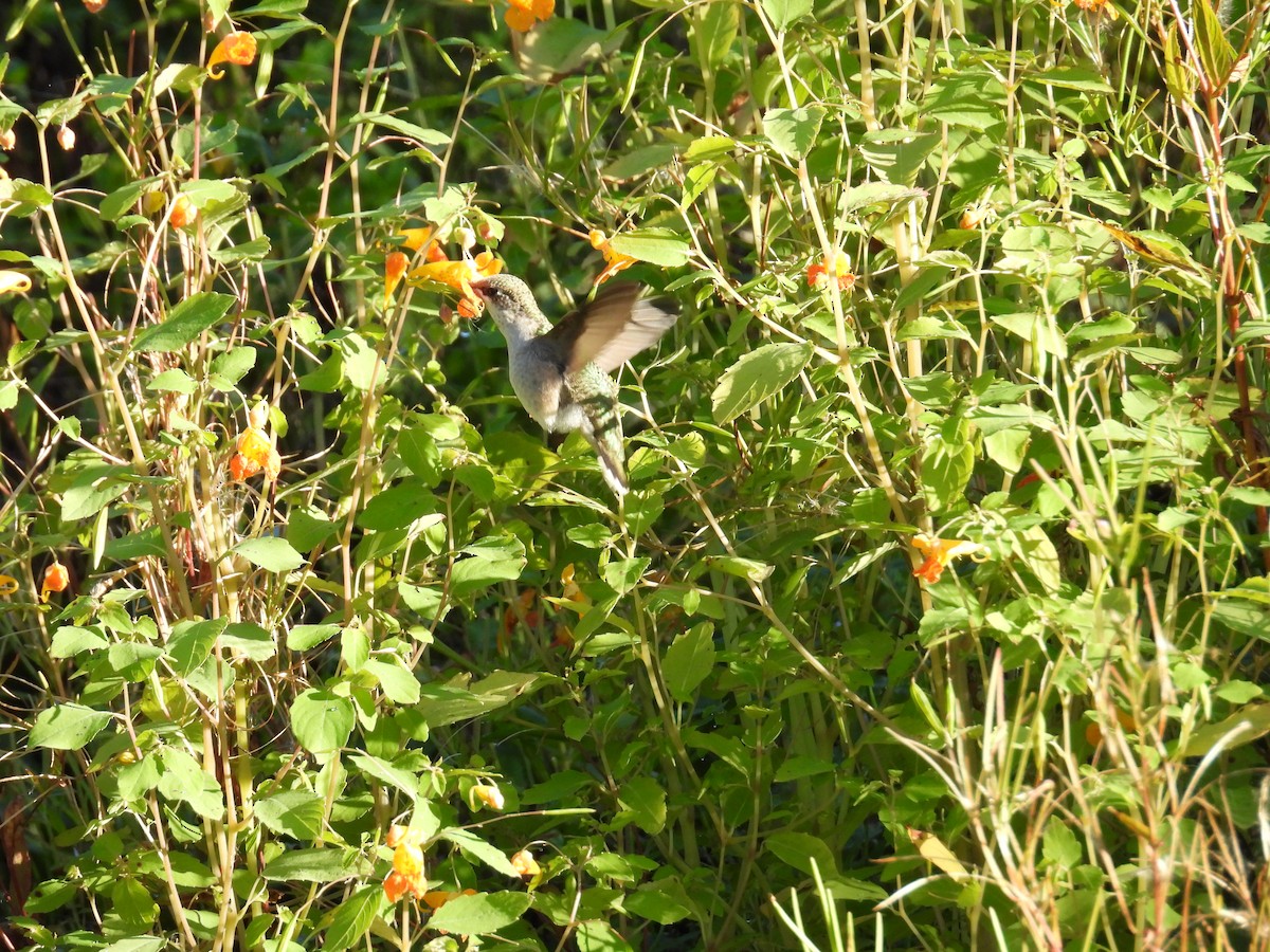 Ruby-throated Hummingbird - Dana Sterner