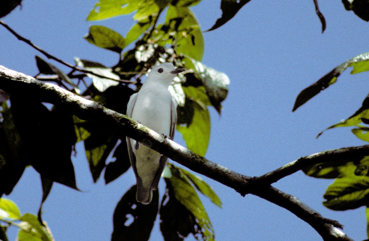 Snowy Cotinga - ML623784505