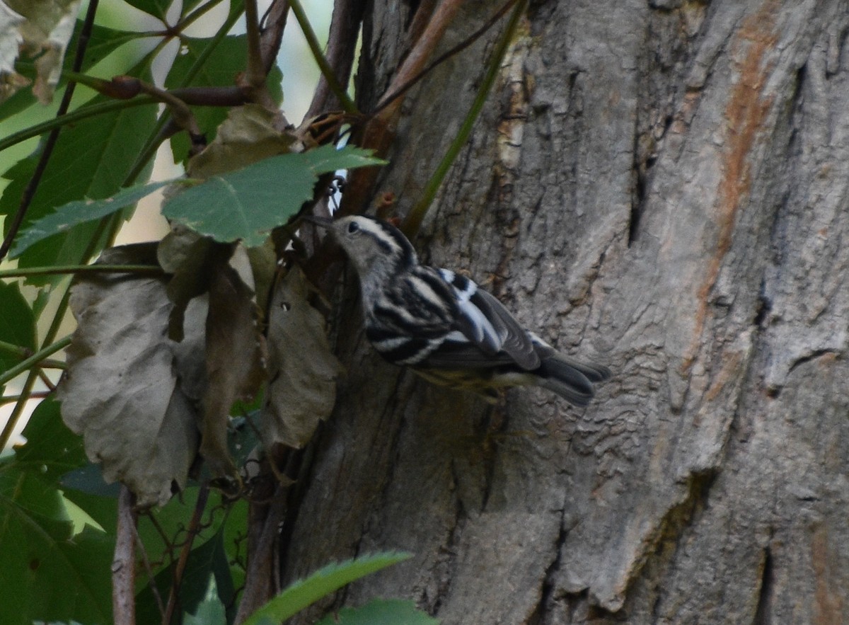 Black-and-white Warbler - Grace Nanney