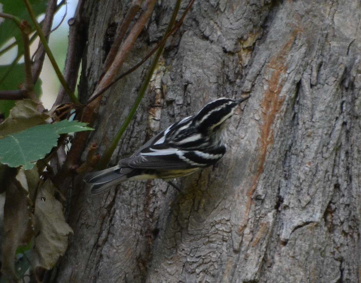 Black-and-white Warbler - ML623784509