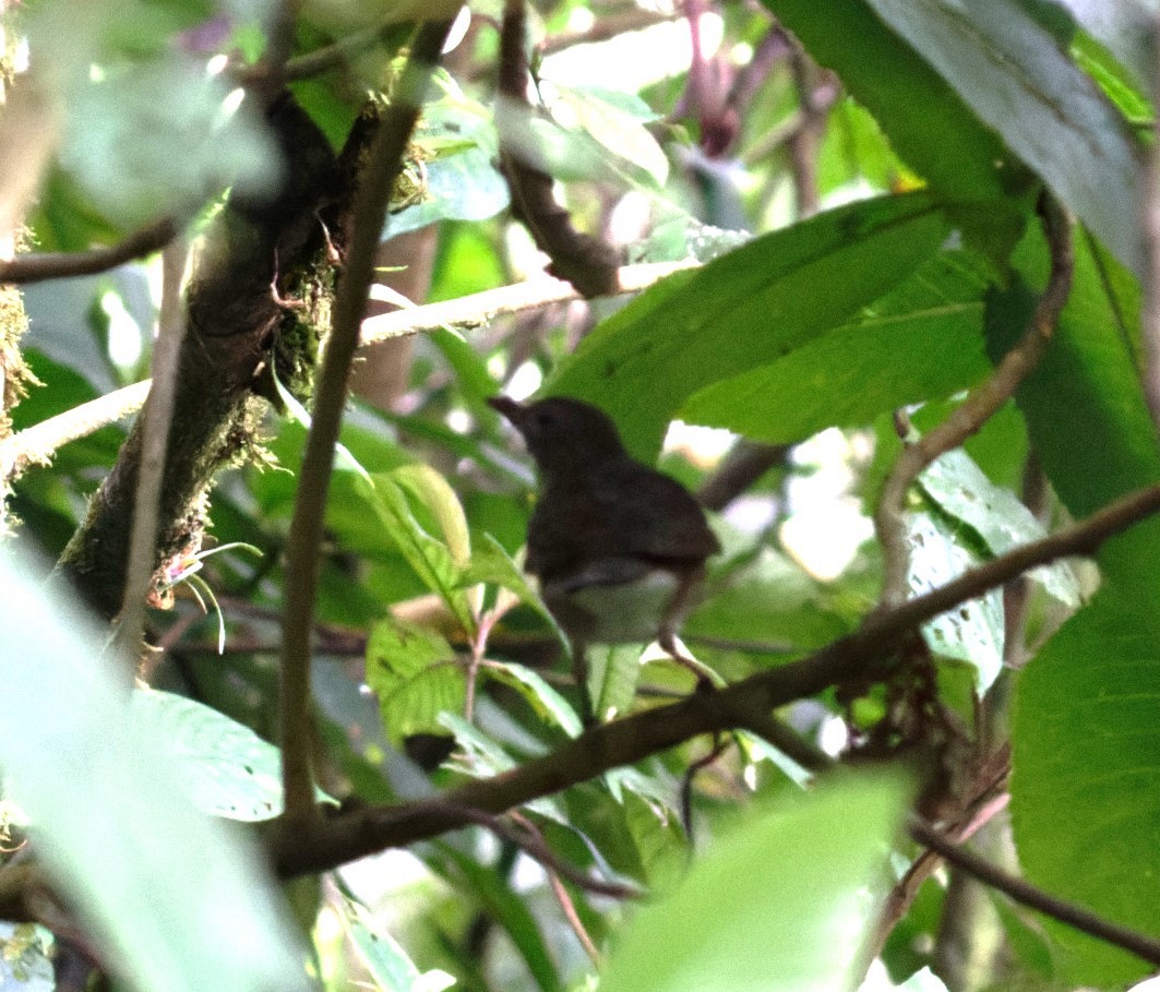 Pale-vented Thrush - ML623784510