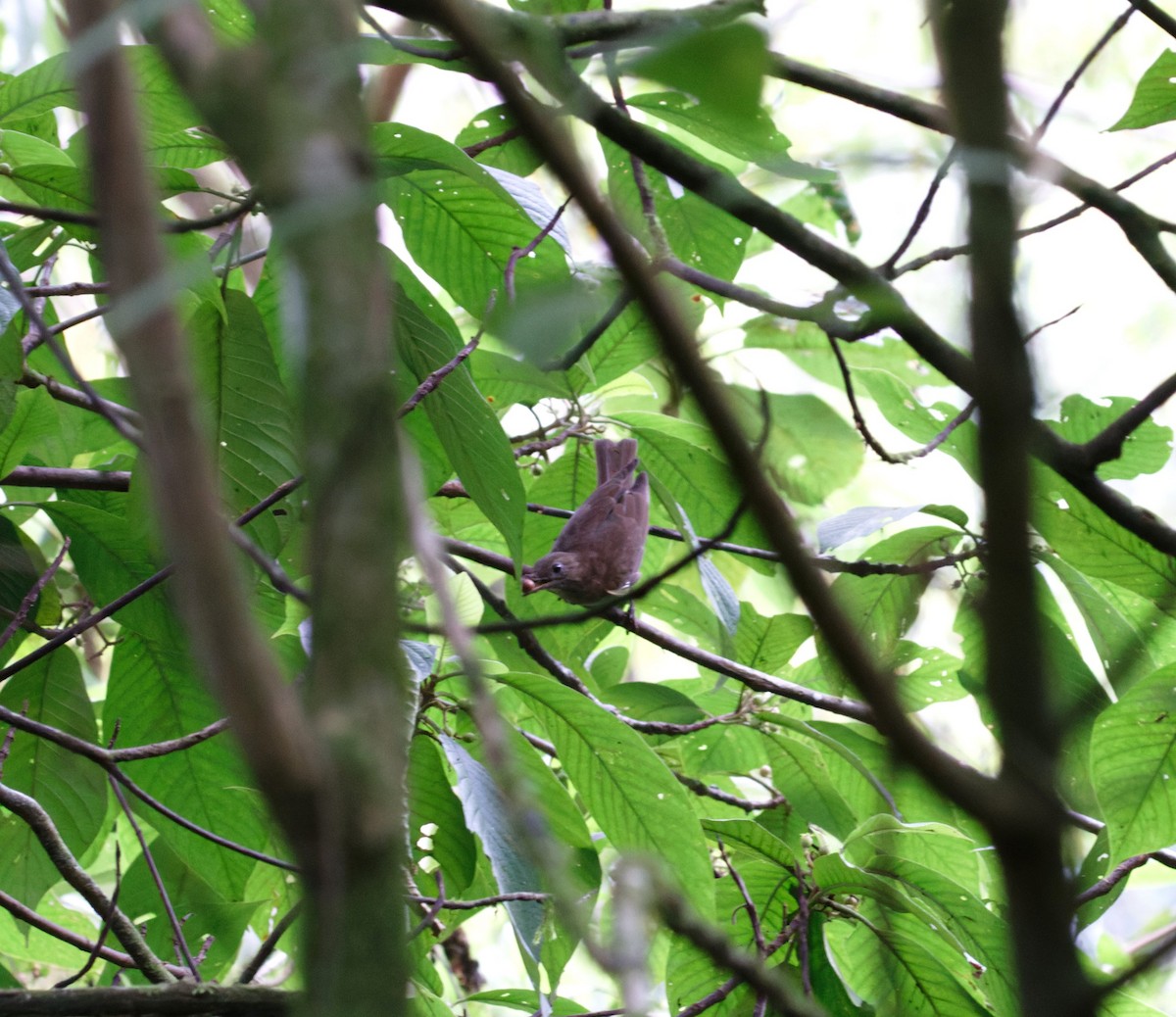 Pale-vented Thrush - ML623784511