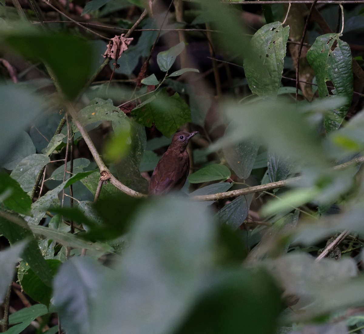 Pale-vented Thrush - ML623784512