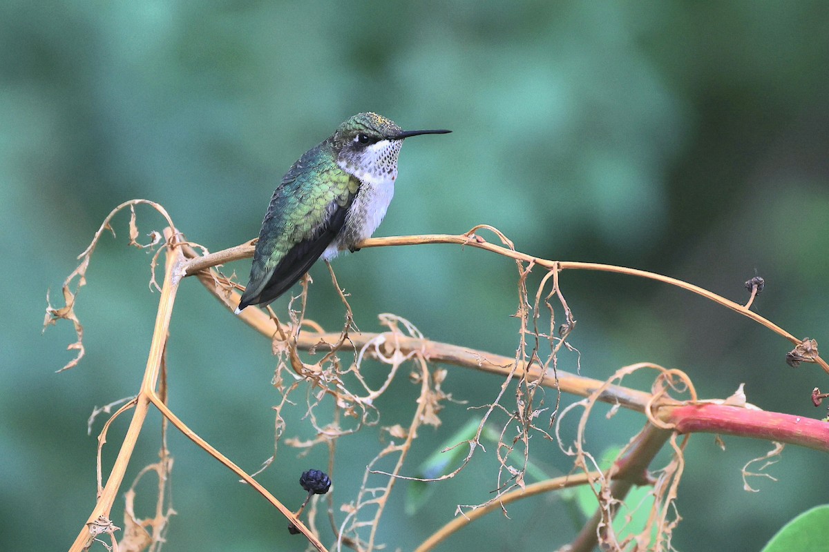 Ruby-throated Hummingbird - ML623784513