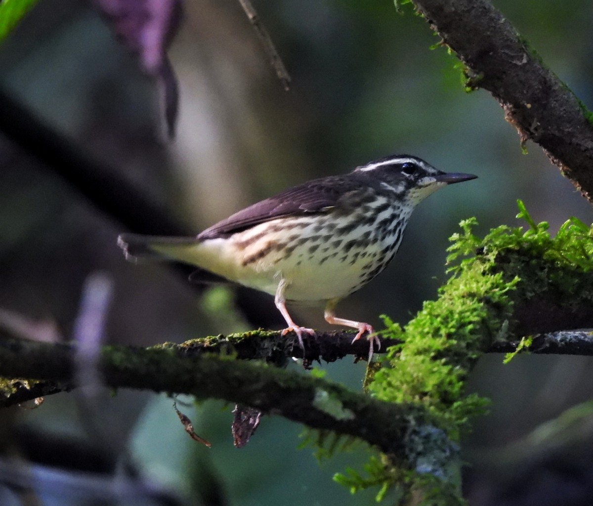 Louisiana Waterthrush - ML623784519