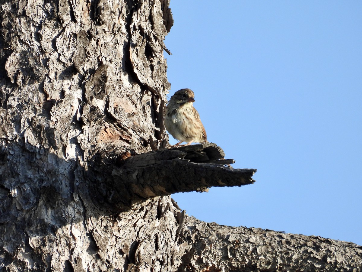 Song Sparrow - ML623784527