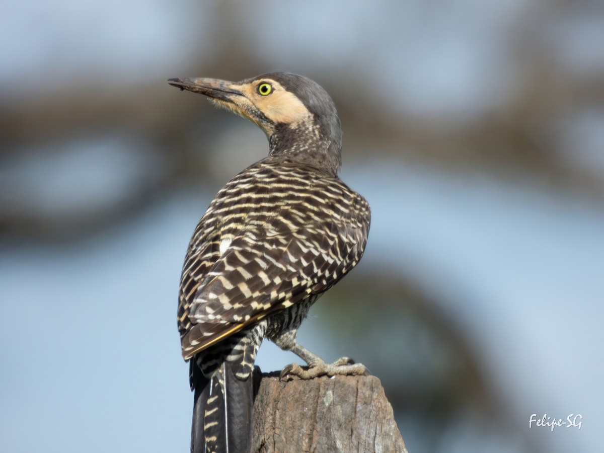 Chilean Flicker - ML623784548