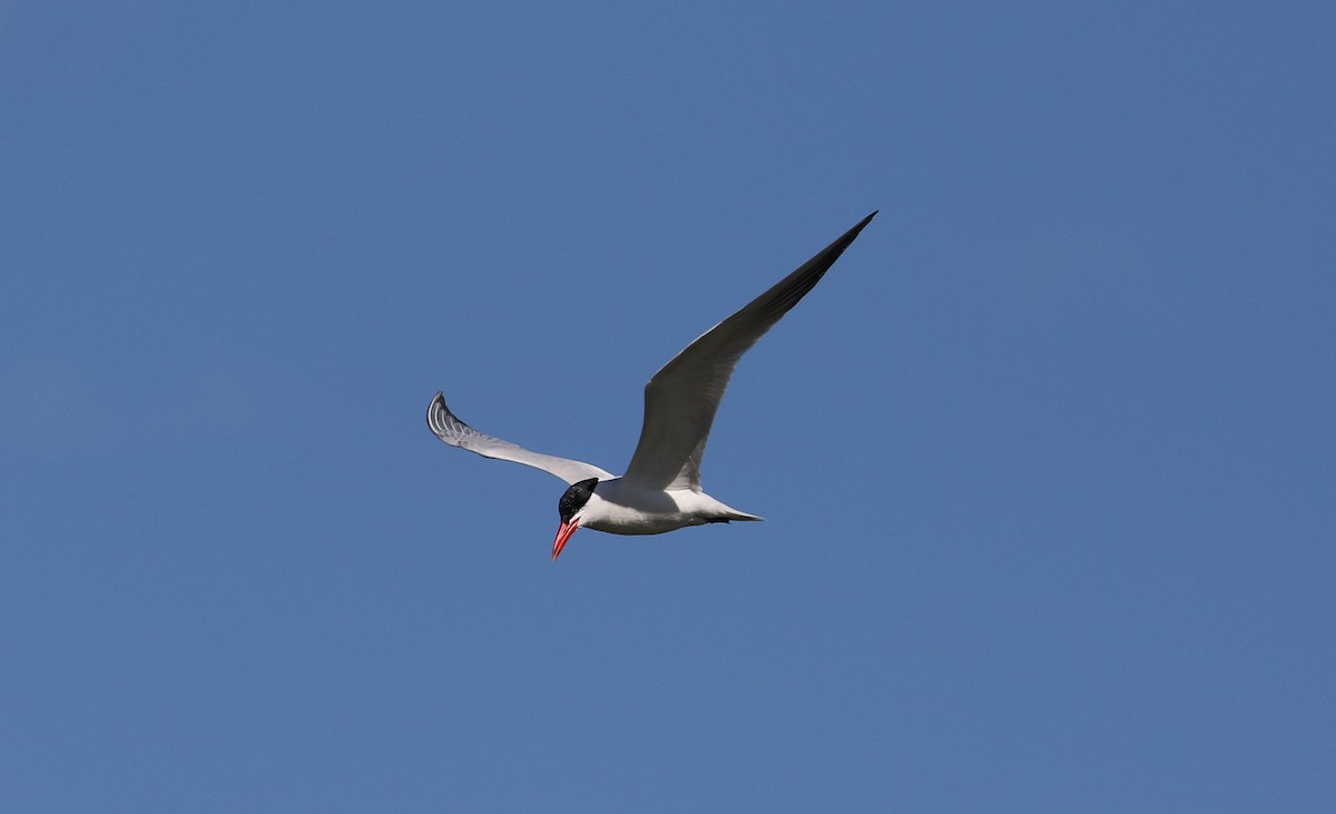 Caspian Tern - ML623784610