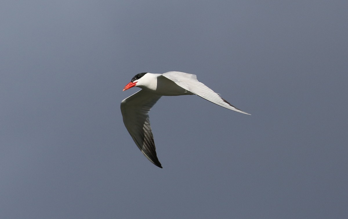 Caspian Tern - ML623784611