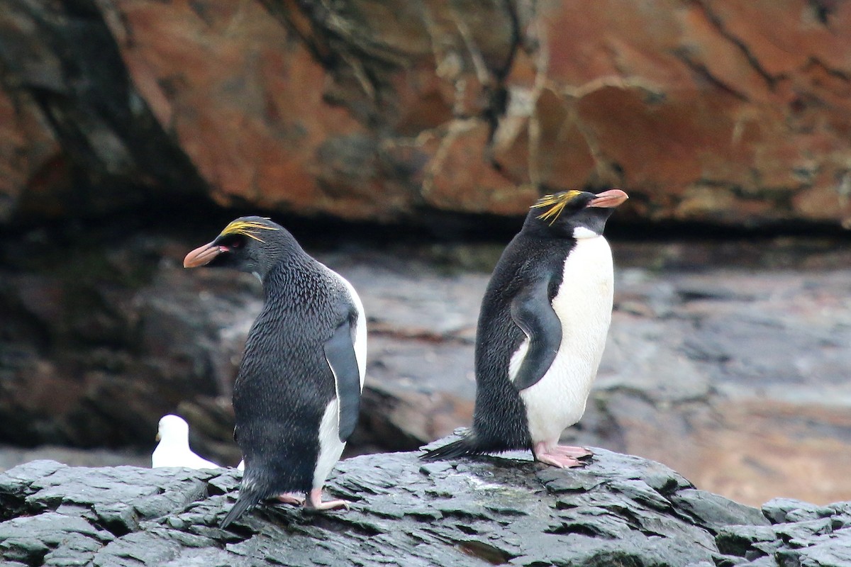 Macaroni Penguin - ML623784616