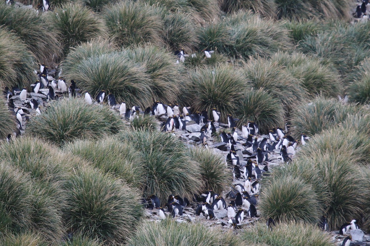 Macaroni Penguin - ML623784617