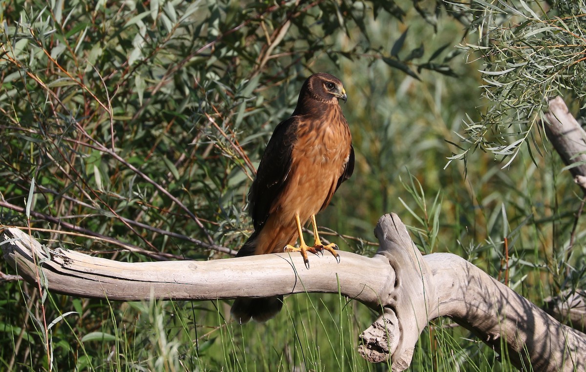 Northern Harrier - ML623784619