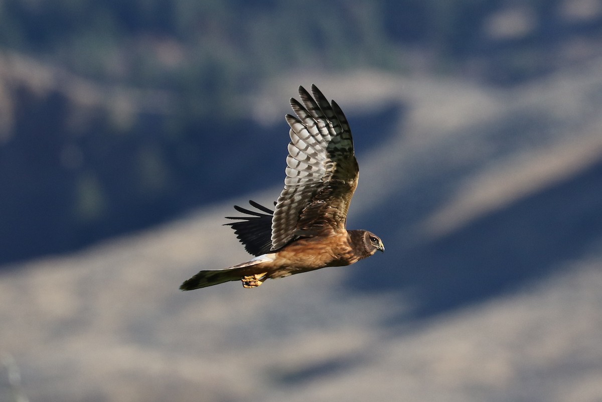 Northern Harrier - ML623784620