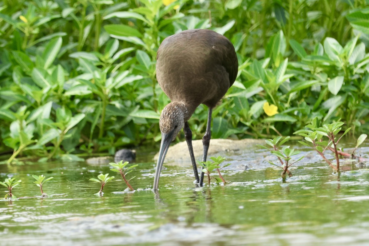 White-faced Ibis - ML623784675