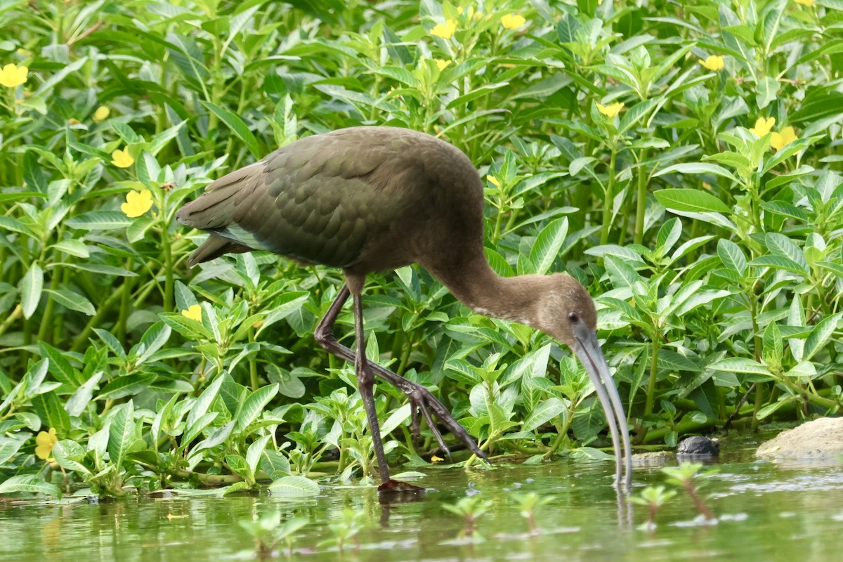 White-faced Ibis - ML623784676