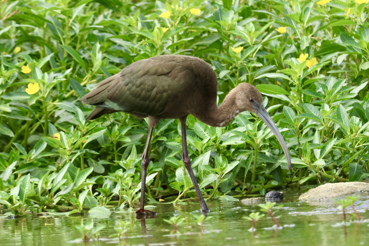 White-faced Ibis - ML623784677