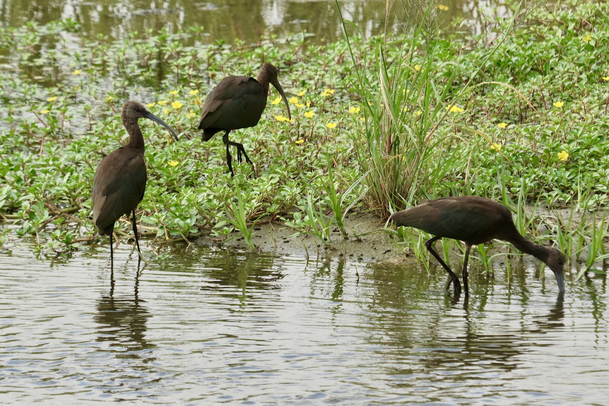 White-faced Ibis - ML623784678